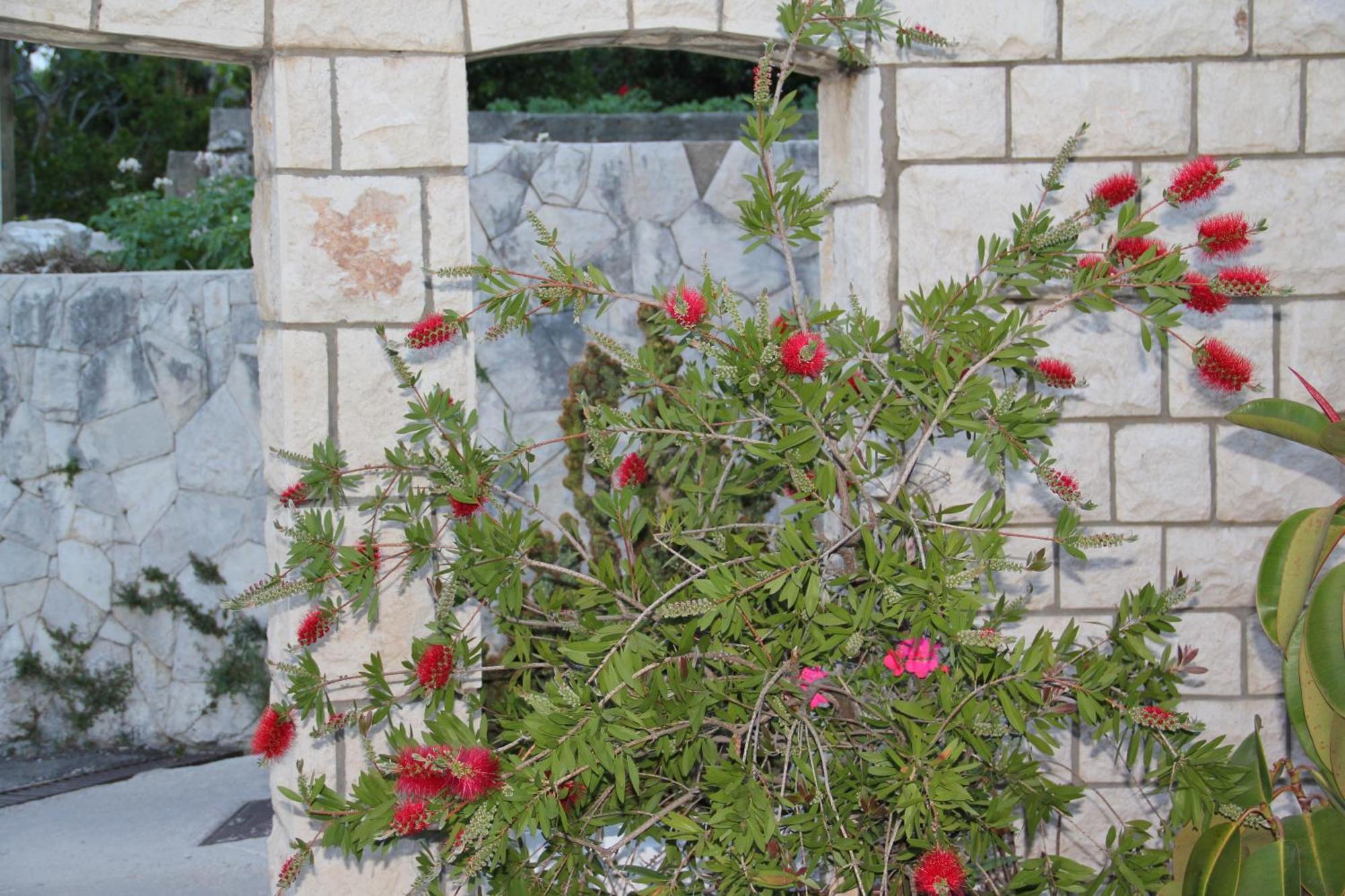 Studio Apartments Andrijana Mlini Εξωτερικό φωτογραφία